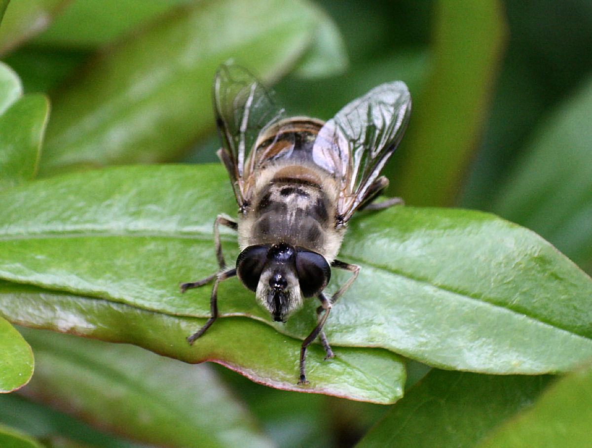 Eristalis sp.
